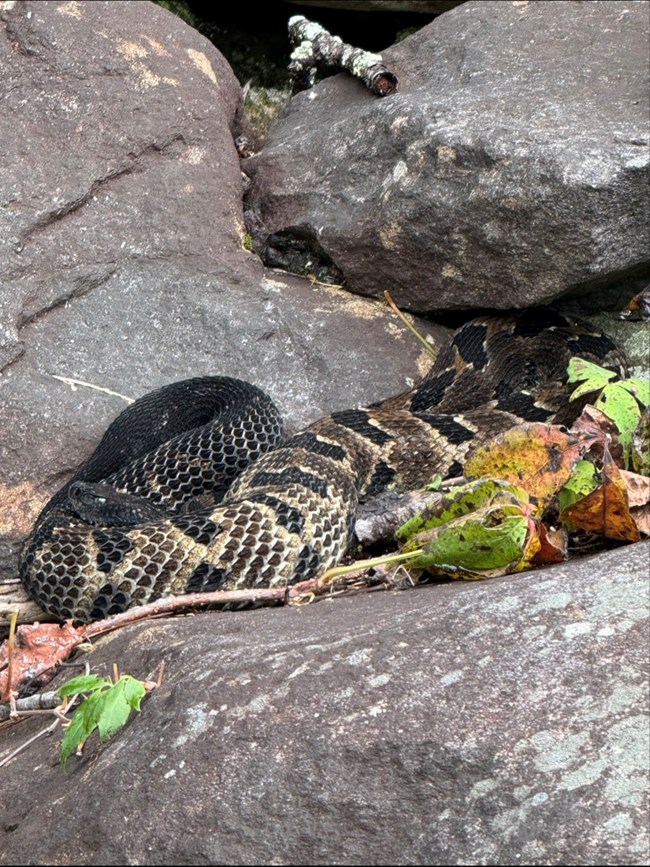 A timber rattlesnake on a rock