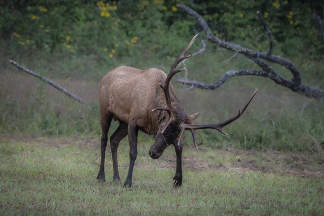 Bull elk pawing at the ground with his head low.