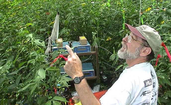 A scientist with monitoring equipment surrounded by a thick patch yellow coneflower foliage.