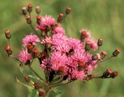 New York Ironweed Wildflower