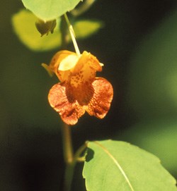 Spotted Jewelweed Wildflower