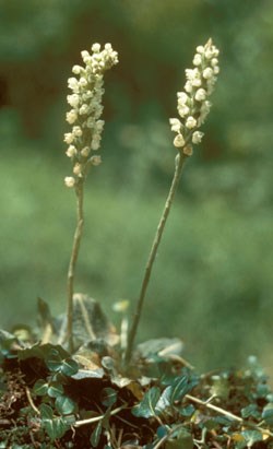 Downy Rattlesnake Plantain