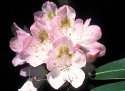 Purple Rhododendron Bloom