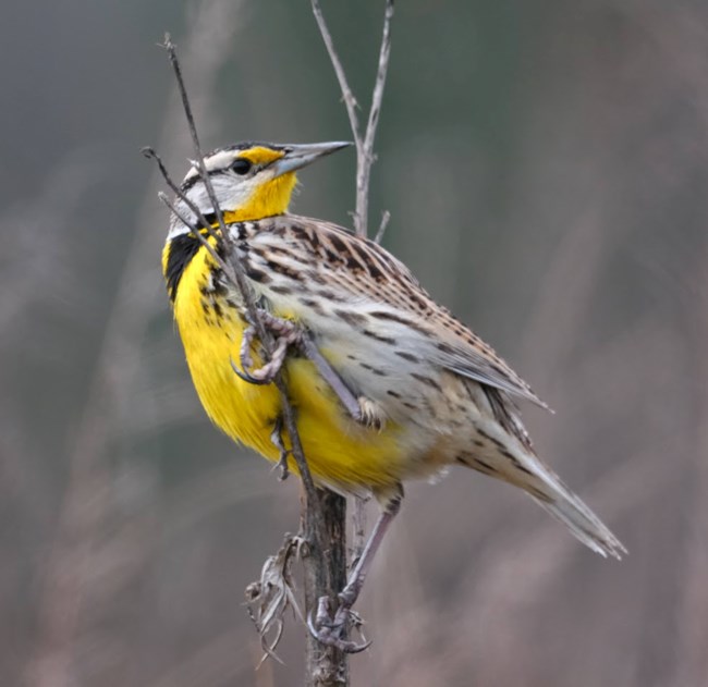 A meadow lark on a tree branch looking to the right.