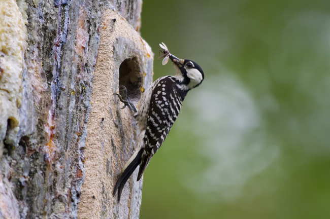 A red cockaded woodpecker on the side of a pine tree with an insect in its beek
