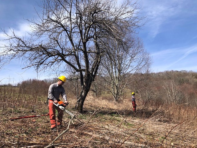 Two people work around some apple trees in a grassy area.