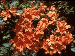 Flame Azalea