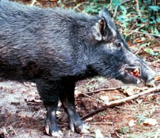 Non-native hogs cause extensive damage to the park's ecosystems.