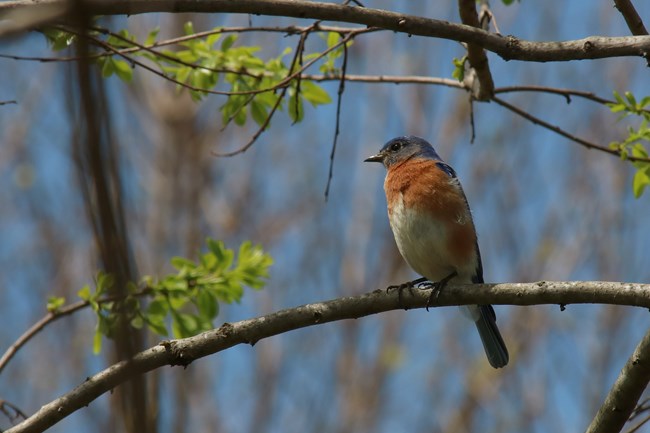An eastern blue bird sitting on a tree branch.