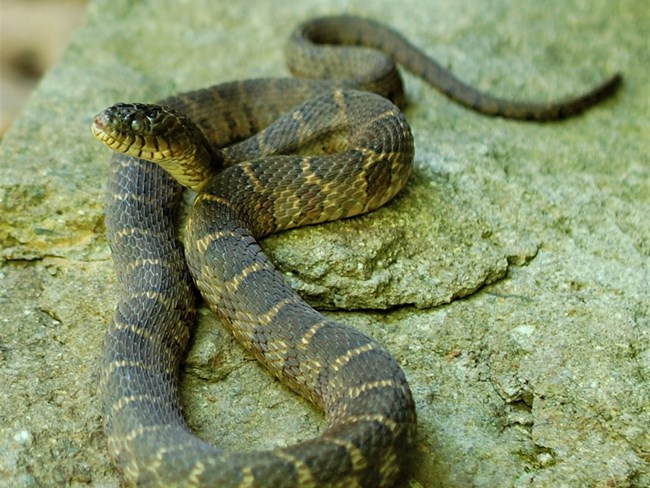 A Northern water snake loosely curled up with its head high.