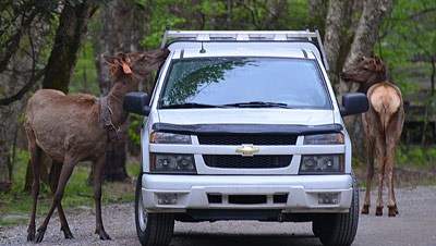 Elk standing beside pickup truck