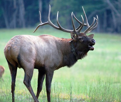 A large bull elk bugles during the rut season in fall.
