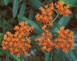 Butterfly-Weed Wildflower