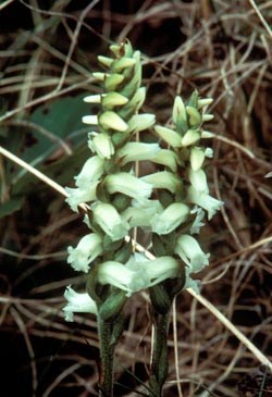 Nodding Lady's Tresses