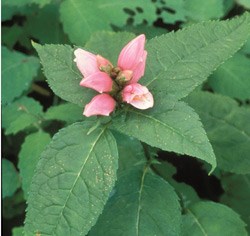 Pink Turtlehead Wildflower