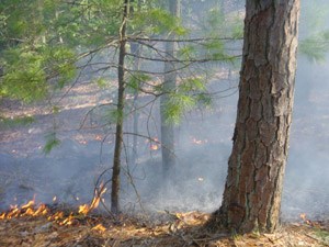 Wildland fires that occur in certain areas are allowed to burn.