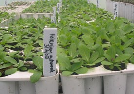 Seedlings in winter greenhouse, Great Smoky Mountains National Park.