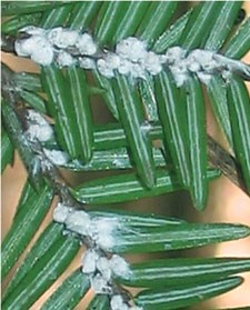 Hemlock woolly adelgids look like tiny cotton balls at the base of hemlock needles.