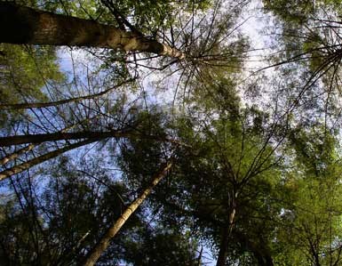 Hemlock canopy in a Conservation Area treated to protect against the Hemlock Woolly Adelgid (HWA).