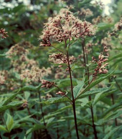 Joe-Pye-Weed Wildflower
