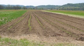 Rows of planted Little Bluestem native grass seedlings.