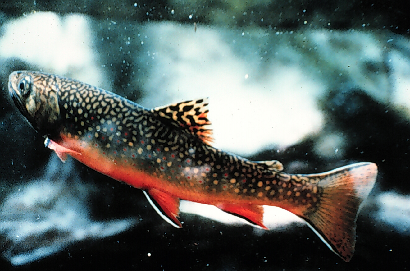 A brook trout