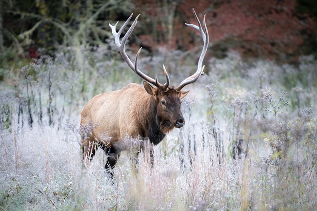 Bull elk walking through a field