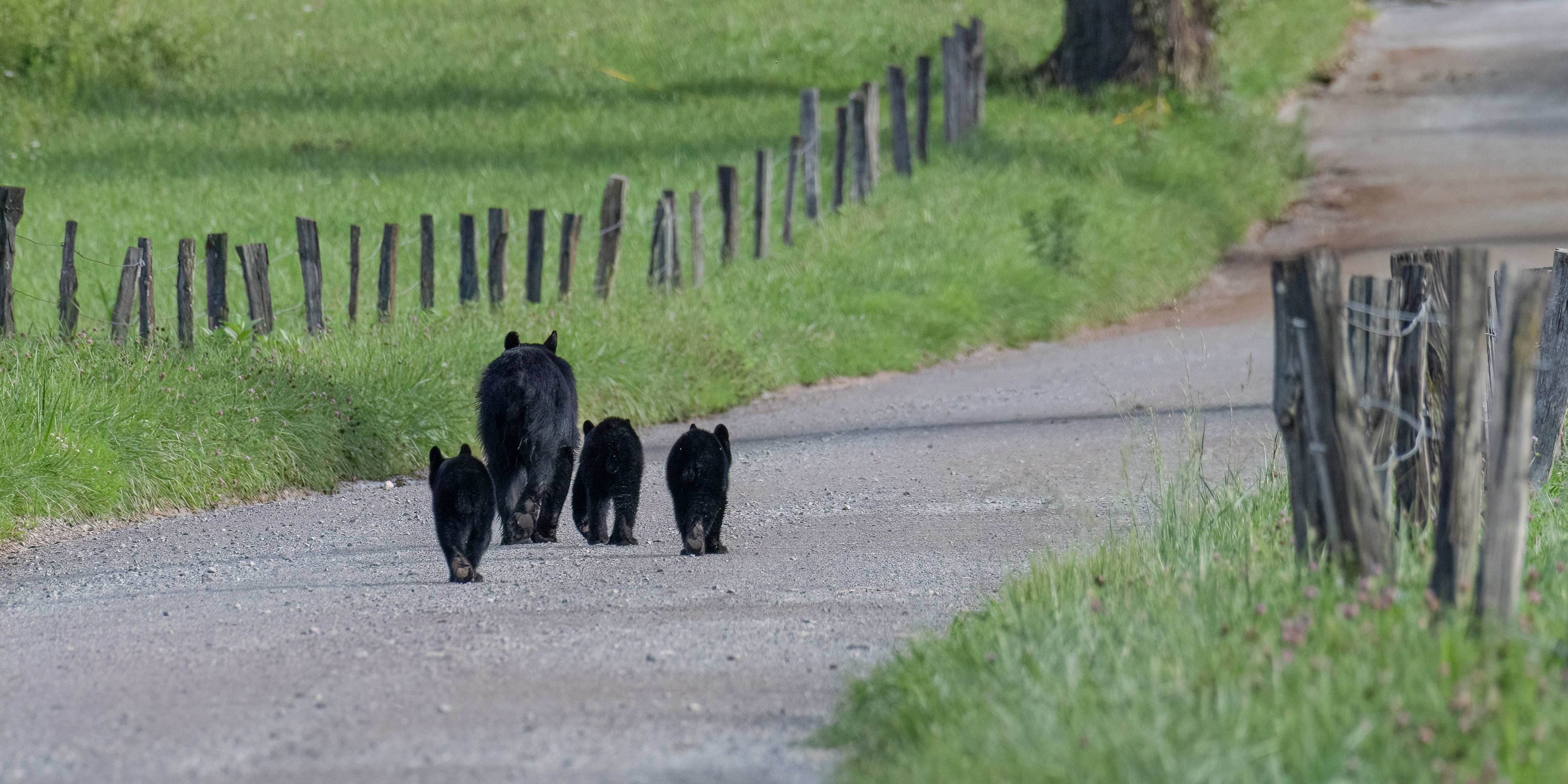 A mother bear and three cubs walking down a gravel road in a field.