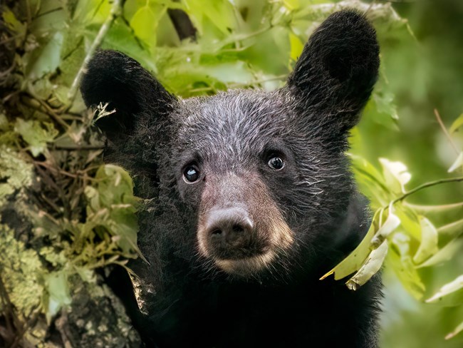 A black bear cub sitting in a tree.