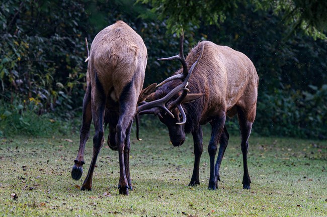 Two elk fighting with their antlers