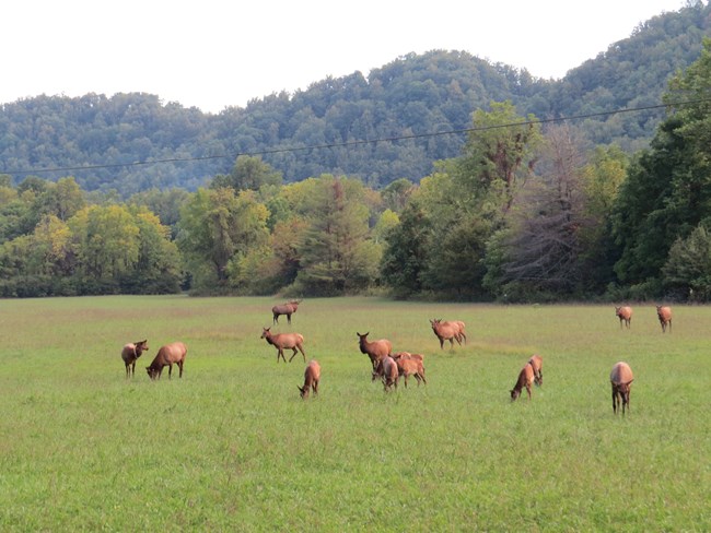 group of elk in a grassy field lined by a forest.