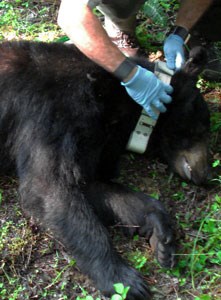 Fitting radio telemetry collar on captured bear.
