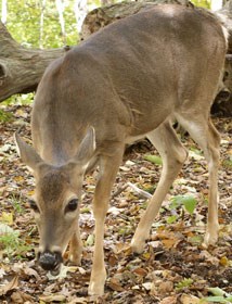 A white-tailed deer near Gregory Bald.