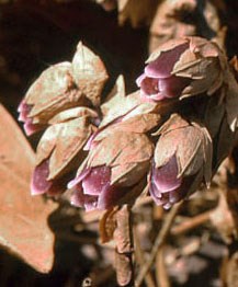 Sweet pinesap (Monotropsis odorata)