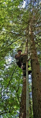 NPS ranger Rick Varner climbs high into the trees to replace broken bear cable systems.