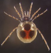 Torrenticola species of water mite.