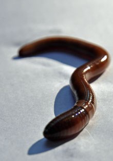 Asian Jumping Worm