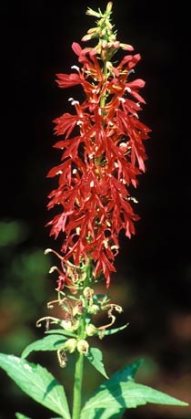 Cardinal Flower