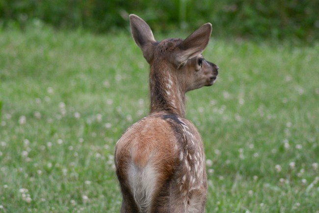 The back of an elk calf