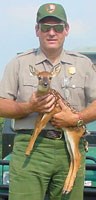 NPS wildlife manager Kim Delozier with a white-tailed deer fawn.