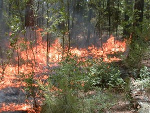 Prescribed fires are used to invigorate ecosystems and species that benefit from fire.