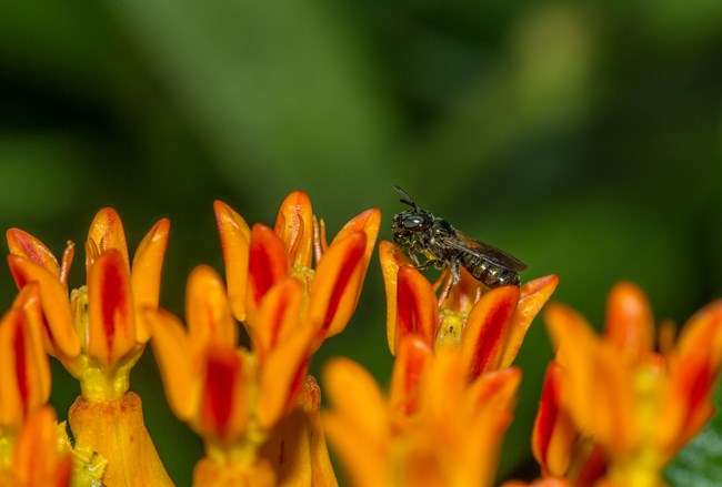 A fly on one of several tulip shaped orange flowers.