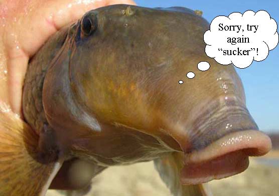 A close up photograph of a northern hogsucker.