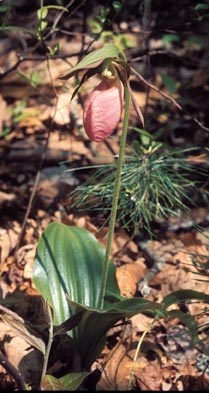 Pink Lady's-Slipper