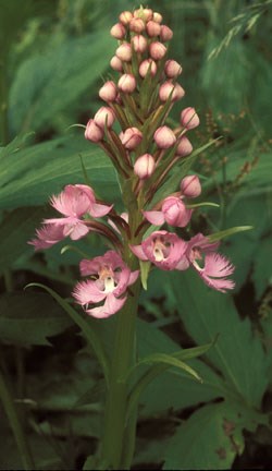 Small Purple-Fringed Orchid