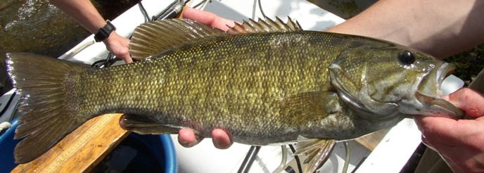 Fisheries biologist holding a smallmouth bass