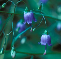 Southern Harebell Wildflower