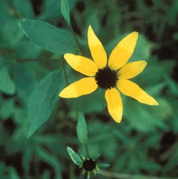 Three-Lobed Black Eyed Susan Wildflower