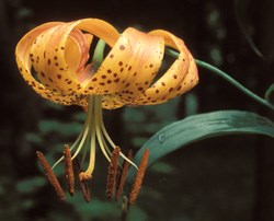 Turk's Cap Lily