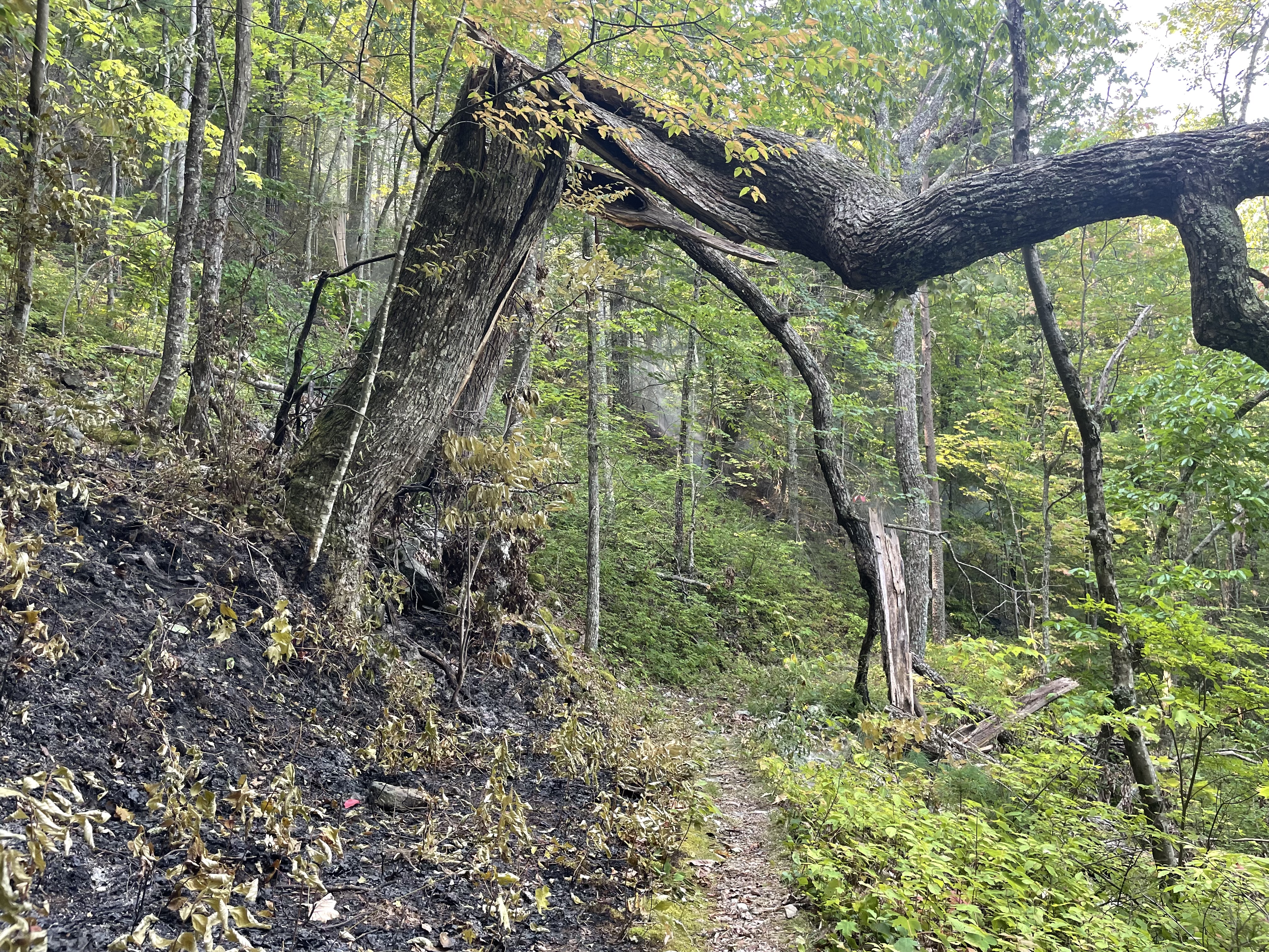 A crooked, broken tree framed by a trail, greenery, and a large burned area.